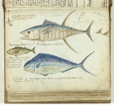 Meeresfischen von Jan Brandes