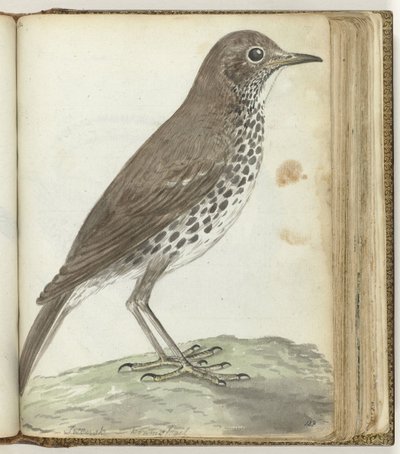 Schwedischer Vogel von Jan Brandes