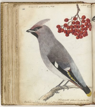 Schwedischer Vogel von Jan Brandes