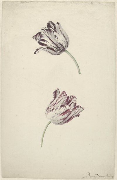 Zwei rot-weiße Tulpen von Jan Jansz. van der Vinne