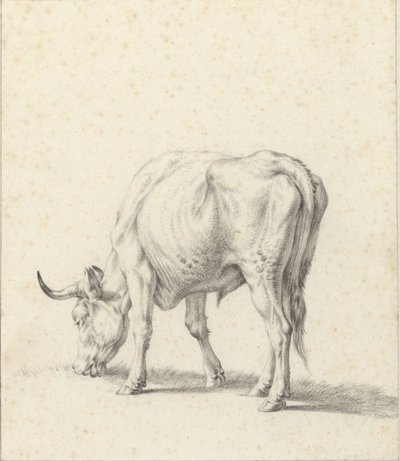 Weidender Stier von Jan Kobell (II)