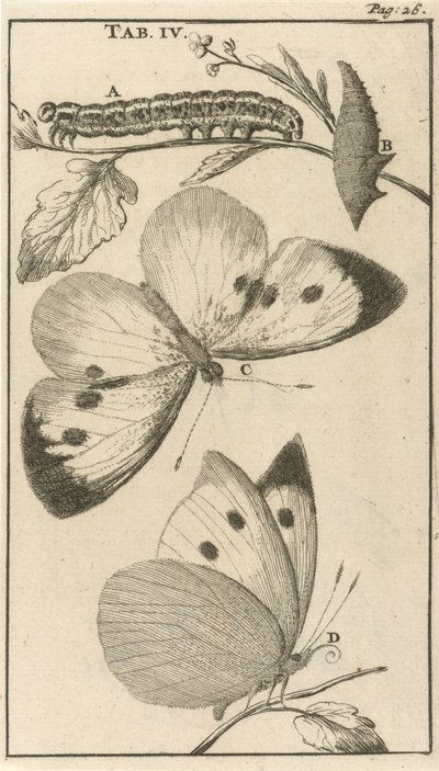 Raupen, Puppen und Schmetterlinge IV von Jan Luyken