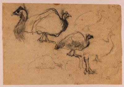 Skizze eines Perlhuhns von Jan Mankes