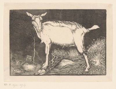 Weiße Ziege von Jan Mankes