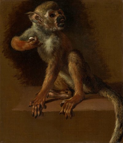 Ein sitzender Affe von Jan Baptist Weenix