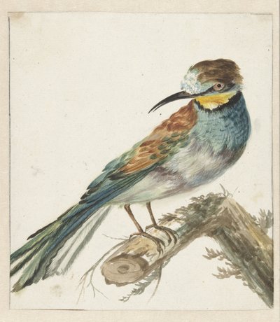 Bienenfresser (Merops apiaster) von Jan Baptist Weenix