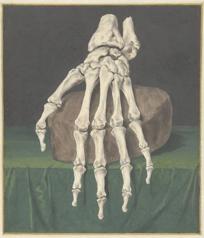 Skelett einer Hand von Jan l