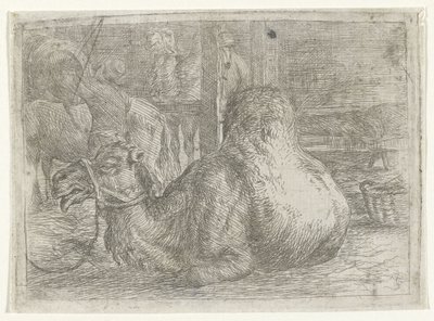 Liegendes Kamel von Jan van Ossenbeeck
