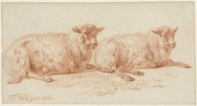 Studie von zwei liegenden Schafen von Jan van Ravenswaay