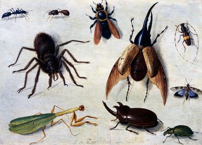 Insekten von Jan van the Elder Kessel
