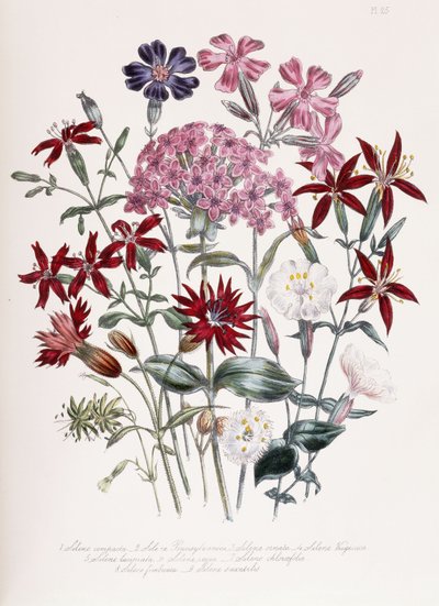 Leimkraut von Jane Loudon
