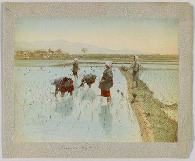 Reispflanzung, Japan (handkoloriertes s/w Foto) von Japanese Photographer