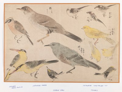 Vögel im Okyo-Stil von Japanese School
