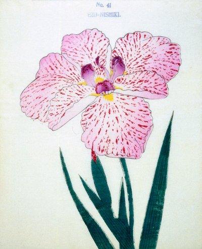 Ezo-Nishiki, Nr. 41, 1898 von Japanese School