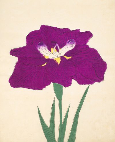 Hizume-no.-Hyoshi, Nr. 29, 1898 von Japanese School