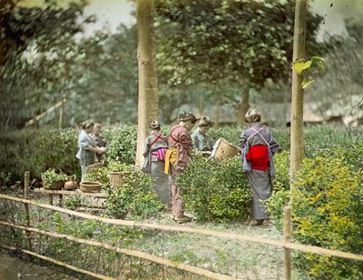Tee pflücken, ca. 1880 von Japanese School
