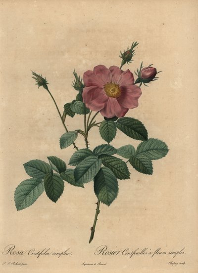 Rosa Rose, Rosa centifolia simplex von Jean Baptiste Chapuy