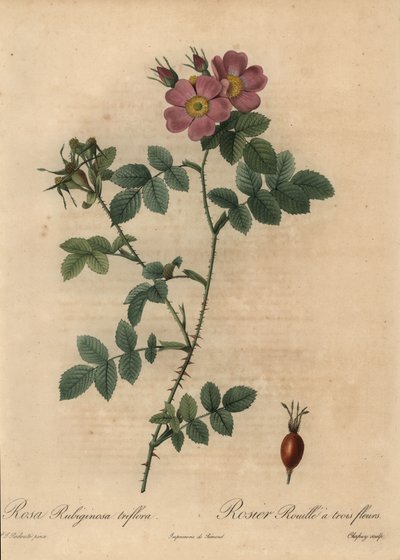 Rosa Hundsrose, Rosa rubiginosa von Jean Baptiste Chapuy