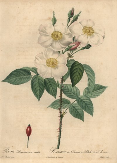 Weiße Damastrose, Rosa x damascena von Jean Baptiste Chapuy