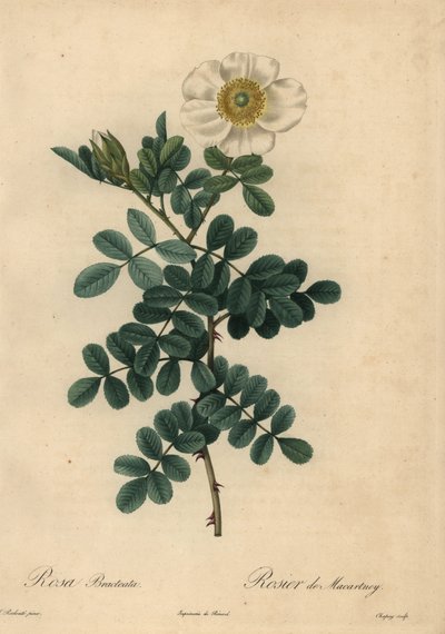 Weiße Chickasaw-Rose, Rosa bracteata von Jean Baptiste Chapuy