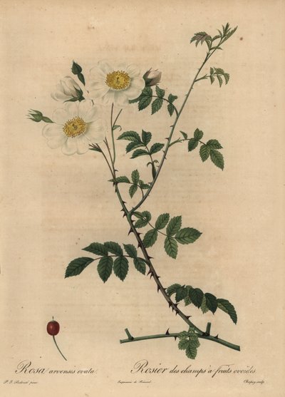 Weiße Feldrose, Rosa arvensis von Jean Baptiste Chapuy