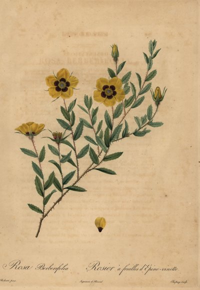Gelbe Rose, Rosa berberifolia. von Jean Baptiste Chapuy