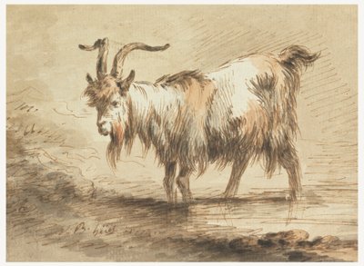 Studie einer Ziege von Jean Baptiste Huet