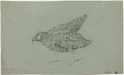 Rebhuhn von Jean Baptiste Oudry