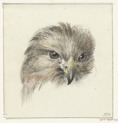 Kopf eines Raubvogels von Jean Bernard