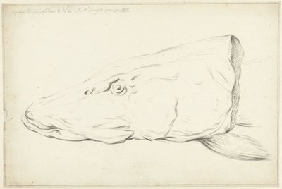 Kopf eines Hechts von Jean Bernard