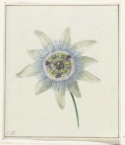 Passionsblume von Jean Bernard