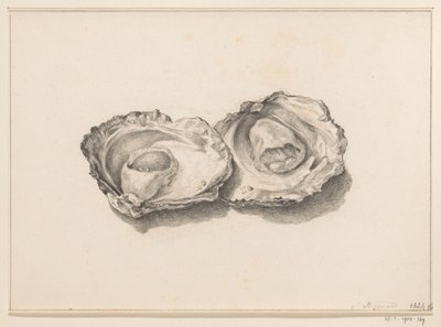 Zwei geöffnete Austern von Jean Bernard