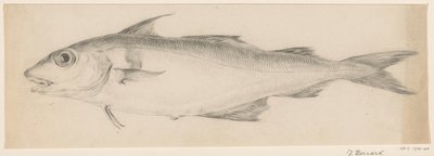 Fisch, nach links von Jean Bernard