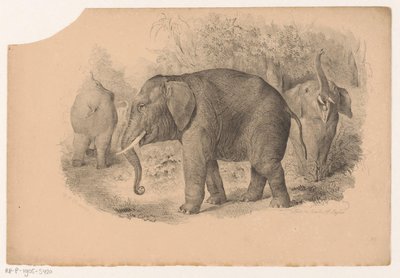 Indische Elefanten von Jean Matthieu Kierdorff