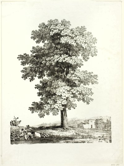Studie eines Baumes von Jean Victor Bertin