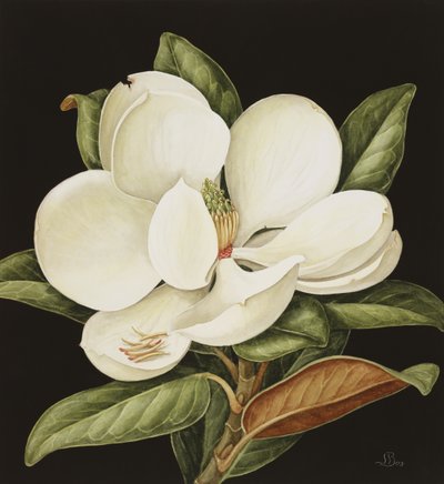 Magnolia Grandiflora, 2003 von Jenny Barron