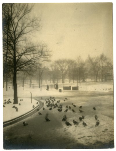 Common mit Tauben, Boston, USA, um 1902-10 von Jessie Tarbox Beals