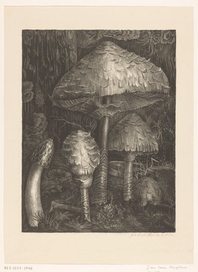 Pilze von Jo van Oosten Slingeland (signed by artist)
