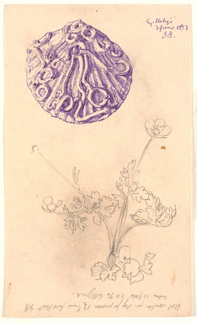 Studie einer Muschelschale und einer Pflanze von Joakim Frederik Skovgaard