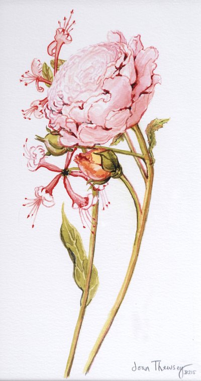 Rosa Rose, Abraham Derby mit Geißblatt, 2008 von Joan Thewsey