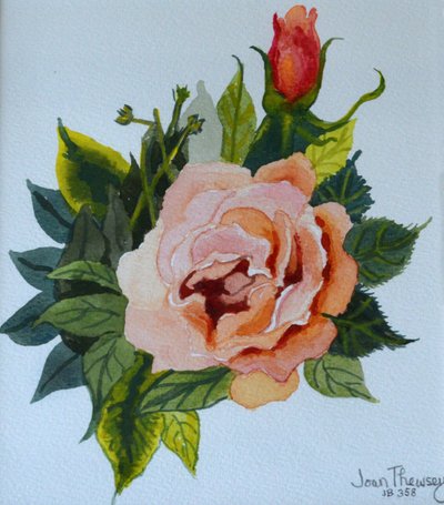 Rosa Rose und Knospe von Joan Thewsey