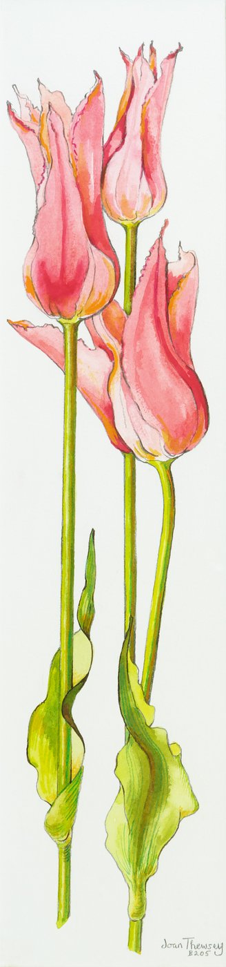 Drei rote lilienblütige Tulpen Marianne von Joan Thewsey