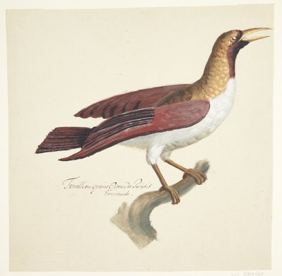 Vogel von Johan Christian Ernst Walter