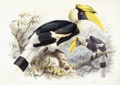 Dichocerus Bicornis, 1876-1882 von Johan Gerard Keulemans