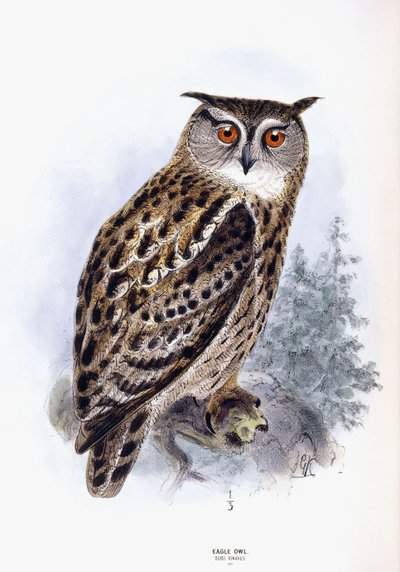 Uhu von Johan Gerard Keulemans