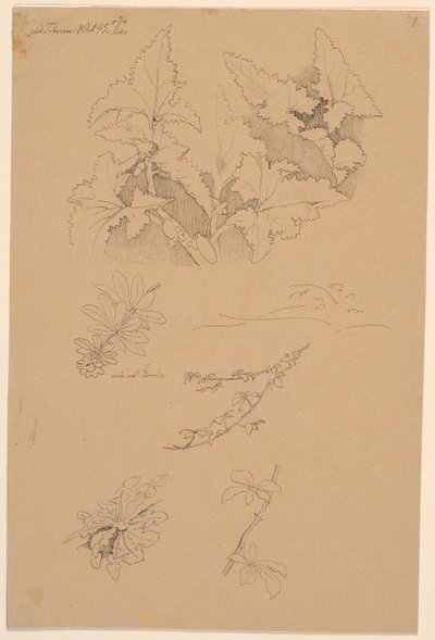 Blatt- und Blumenstudien von Johan Thomas Lundbye