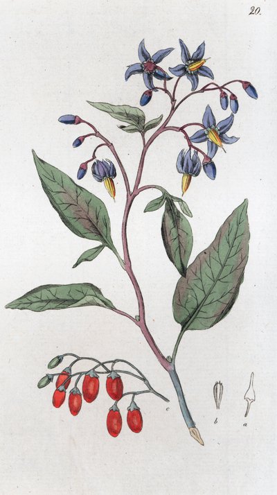 Bittersüß Solanum dulcamara von Johan Wilhelm Palmstruch