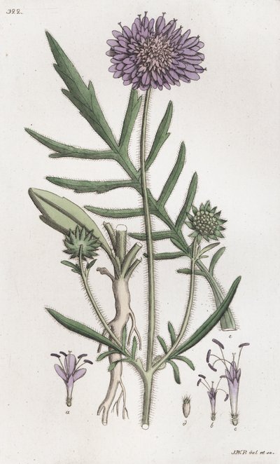 Acker-Witwenblume Knautia arvensis von Johan Wilhelm Palmstruch