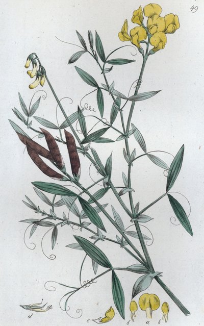 Wiesen-Platterbse Lathyrus pratensis, 1804-1811 von Johan Wilhelm Palmstruch