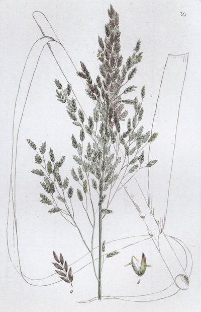 Rohr-Süßgras von Johan Wilhelm Palmstruch